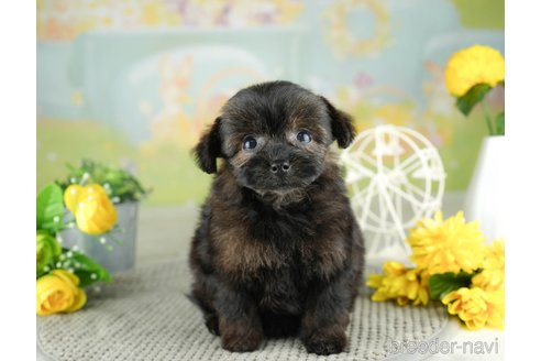 成約済の千葉県のチワプー:チワワ×トイプードル-311198の3枚目