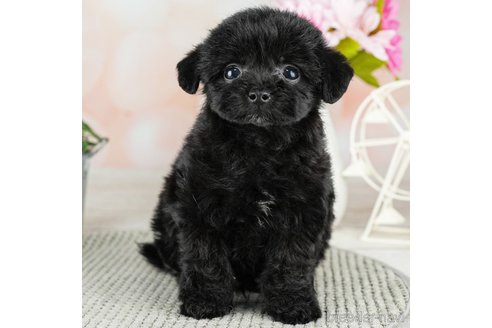 成約済の千葉県のチワプー:チワワ×トイプードル-311199の3枚目