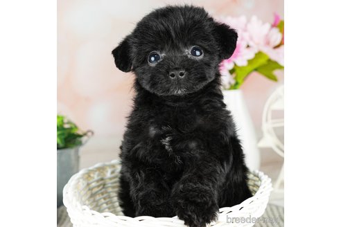 成約済の千葉県のチワプー:チワワ×トイプードル-311199の4枚目