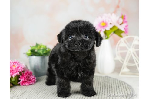 成約済の千葉県のチワプー:チワワ×トイプードル-311199の5枚目