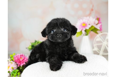 成約済の千葉県のチワプー:チワワ×トイプードル-311199の1枚目