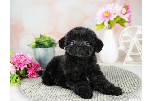 成約済の千葉県のチワプー:チワワ×トイプードル-311199の2枚目