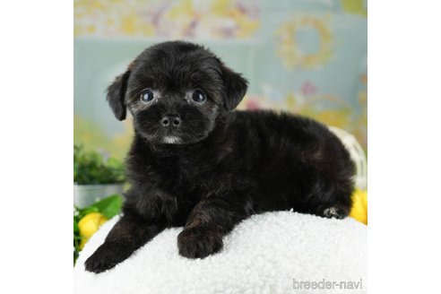 成約済の千葉県のチワプー:チワワ×トイプードル-311200の5枚目