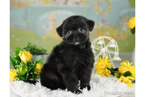 成約済の千葉県のチワプー:チワワ×トイプードル-311200の2枚目