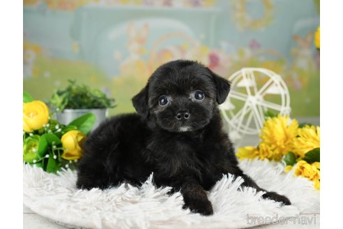 成約済の千葉県のチワプー:チワワ×トイプードル-311200の3枚目