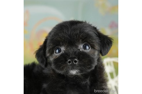 成約済の千葉県のチワプー:チワワ×トイプードル-311200の1枚目