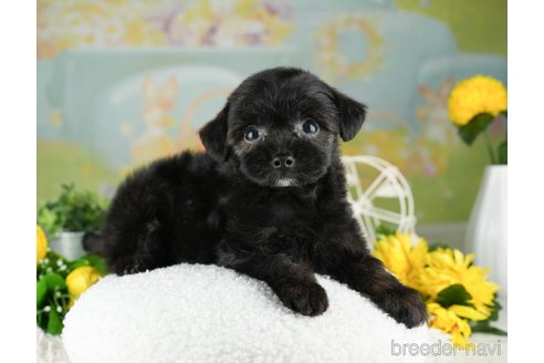 成約済の千葉県のチワプー:チワワ×トイプードル-311200の4枚目