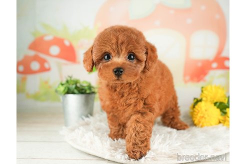 成約済の千葉県のトイプードル-311203の2枚目