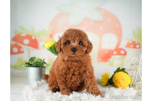 成約済の千葉県のトイプードル-311203の3枚目