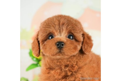 成約済の千葉県のトイプードル-311203の1枚目