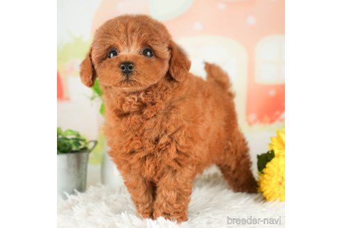 成約済の千葉県のトイプードル-311203の4枚目