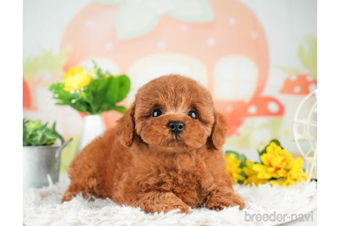 成約済の千葉県のトイプードル-311203の5枚目