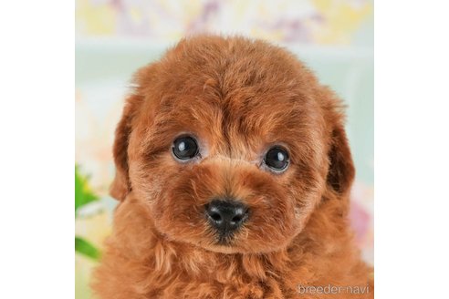 成約済の千葉県のトイプードル-311205の1枚目