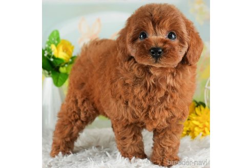 成約済の千葉県のトイプードル-311205の2枚目