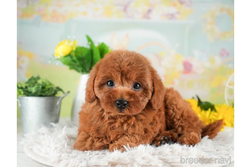 成約済の千葉県のトイプードル-311205の3枚目