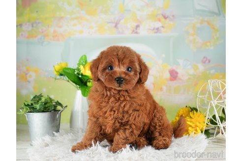 成約済の千葉県のトイプードル-311205の4枚目