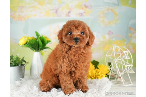 成約済の千葉県のトイプードル-311205の5枚目