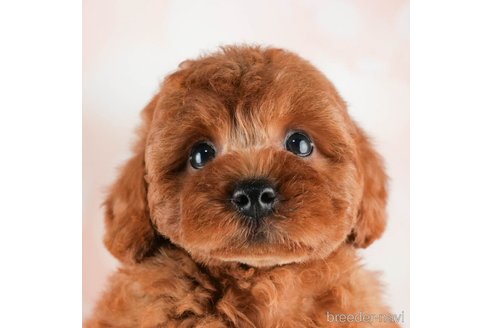 成約済の千葉県のトイプードル-311206の1枚目