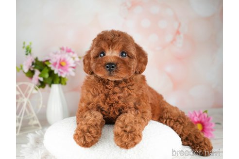 成約済の千葉県のトイプードル-311206の2枚目