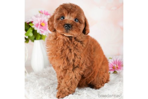 成約済の千葉県のトイプードル-311206の3枚目