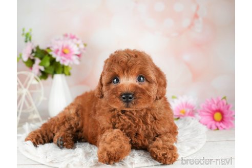 成約済の千葉県のトイプードル-311206の4枚目