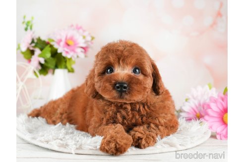 成約済の千葉県のトイプードル-311206の5枚目