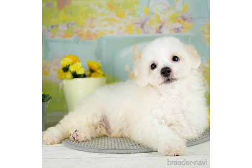 成約済の千葉県のビションフリーゼ-311208の4枚目