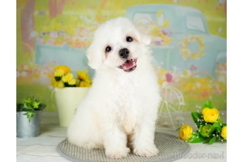 成約済の千葉県のビションフリーゼ-311208の5枚目