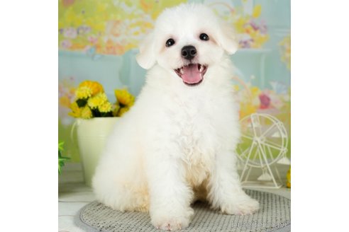 成約済の千葉県のビションフリーゼ-311208