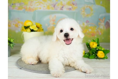 成約済の千葉県のビションフリーゼ-311208の2枚目