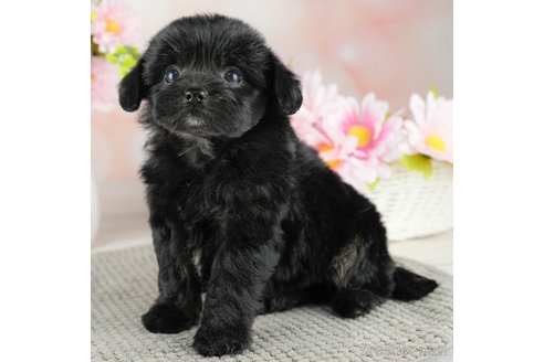 成約済の千葉県のチワプー:チワワ×トイプードル-311209の5枚目