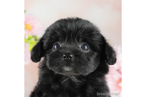 成約済の千葉県のチワプー:チワワ×トイプードル-311209