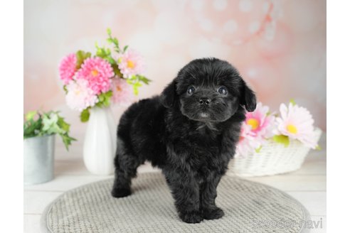 成約済の千葉県のチワプー:チワワ×トイプードル-311209の3枚目