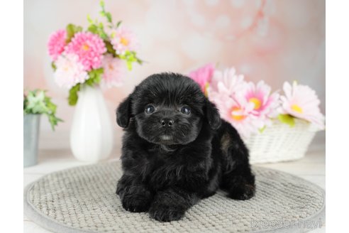 成約済の千葉県のチワプー:チワワ×トイプードル-311209の2枚目