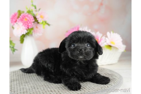 成約済の千葉県のチワプー:チワワ×トイプードル-311209の4枚目