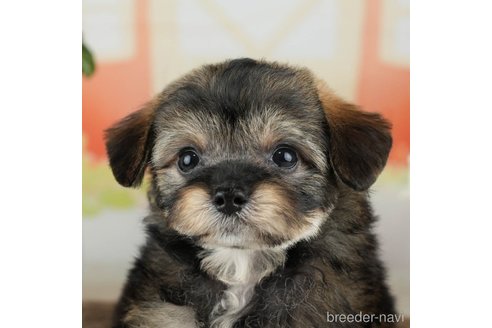 成約済の千葉県のチワプー:チワワ×トイプードル-311211