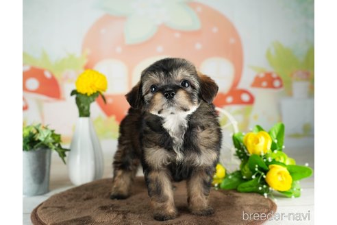 成約済の千葉県のチワプー:チワワ×トイプードル-311211の2枚目