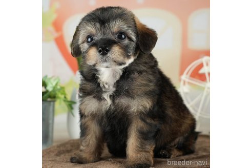 成約済の千葉県のチワプー:チワワ×トイプードル-311211の3枚目