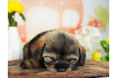 成約済の千葉県のチワプー:チワワ×トイプードル-311211の4枚目