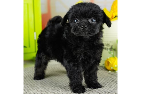 成約済の千葉県のチワプー:チワワ×トイプードル-311212の4枚目