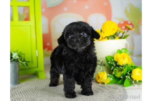 成約済の千葉県のチワプー:チワワ×トイプードル-311212の5枚目