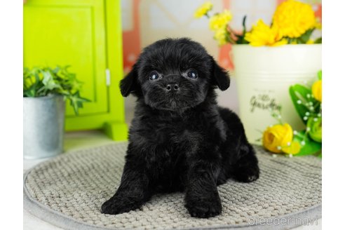 成約済の千葉県のチワプー:チワワ×トイプードル-311212の2枚目