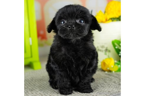 成約済の千葉県のチワプー:チワワ×トイプードル-311212