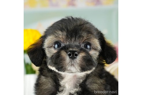 成約済の千葉県のチワプー:チワワ×トイプードル-311213の1枚目