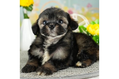 成約済の千葉県のチワプー:チワワ×トイプードル-311213の4枚目