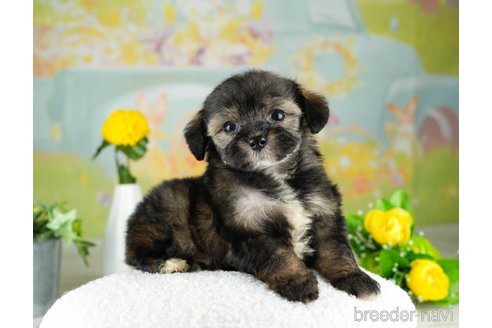 成約済の千葉県のチワプー:チワワ×トイプードル-311213の5枚目