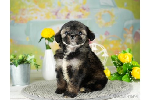 成約済の千葉県のチワプー:チワワ×トイプードル-311213の2枚目