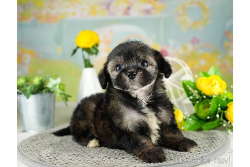 成約済の千葉県のチワプー:チワワ×トイプードル-311213の3枚目