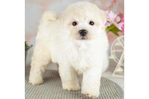 成約済の千葉県のマルプー:マルチーズ×トイプードル-311214の3枚目