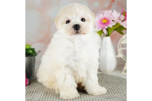 成約済の千葉県のマルプー:マルチーズ×トイプードル-311214の2枚目